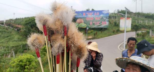 猕猴桃花粉