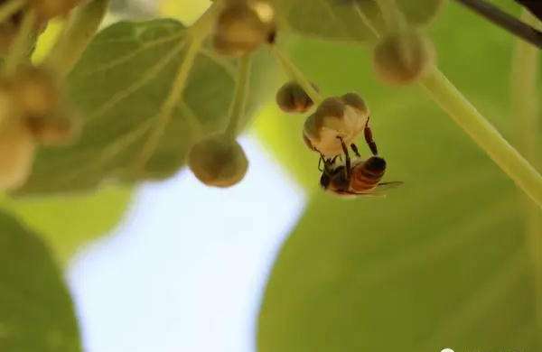 è¯¦ç»äºè§£çç´æ¡âééå¼è±âçç¹å¾ï¼æåæç²è´¨é