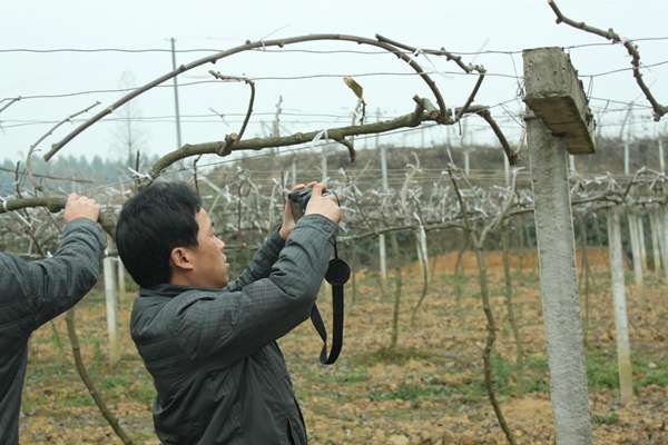 猕猴桃大棚架和T型架搭建