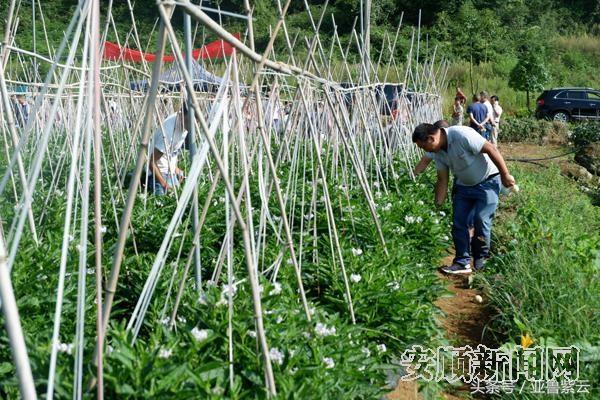 全市开展猕猴桃产业扶贫技术培训暨人参果引试田间评鉴会