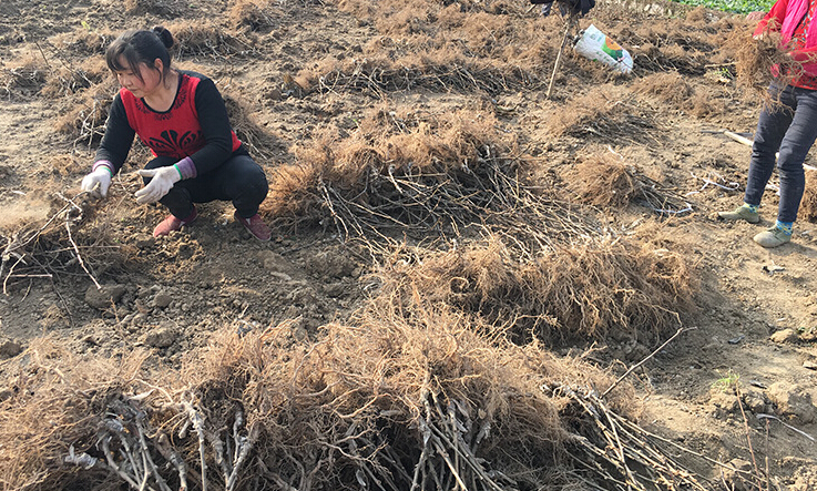 翠香猕猴桃种苗,翠香猕猴桃树苗价格，翠香猕猴桃苗基地