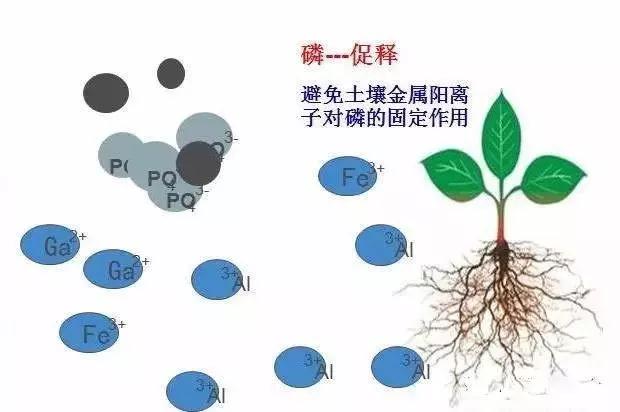 猕猴桃黄腐酸