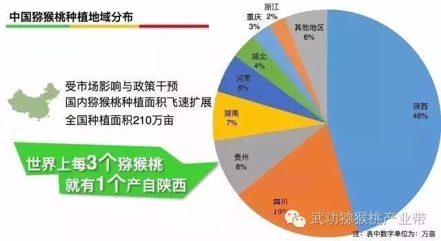 猕猴桃苗市场大，或将出现一苗难求现象