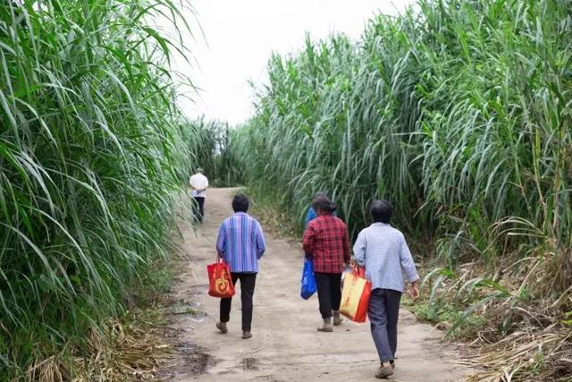 用虫子、野草、中药渣……种出来的猕猴桃，竟然这么香这么甜！