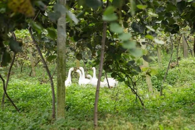 用虫子、野草、中药渣……种出来的猕猴桃，竟然这么香这么甜！