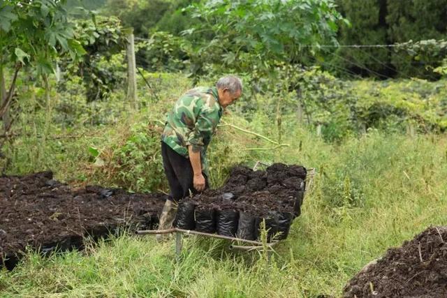 用虫子、野草、中药渣……种出来的猕猴桃，竟然这么香这么甜！